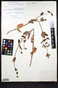 Stachys rigida image