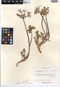 Lomatium dasycarpum image