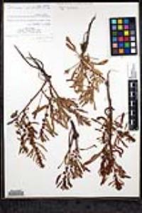 Rumex fueginus image