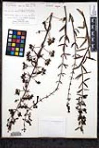 Keckiella ternata image
