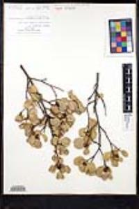 Rhamnus ilicifolia image
