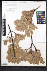 Arctostaphylos pungens image