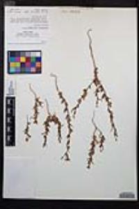 Camissoniopsis intermedia image