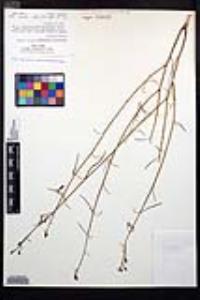 Eulobus californicus image