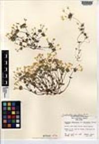 Leptosiphon parviflorus image