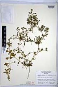 Nemophila menziesii image