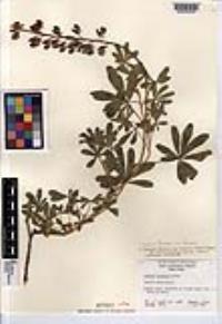 Lupinus formosus var. formosus image