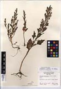 Oxybasis rubra var. rubra image