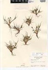 Cyperus squarrosus image