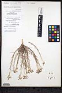Eriastrum densifolium subsp. austromontanum image