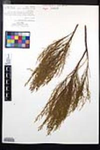 Adenostoma sparsifolium image