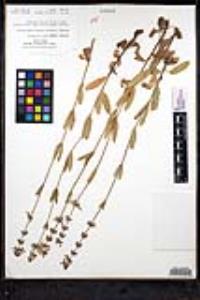 Stachys rigida image