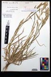 Bromus catharticus image