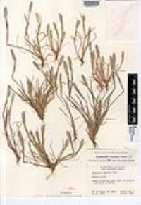 Alopecurus saccatus image
