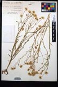 Erigeron divergens image