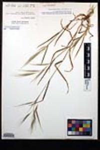 Bromus diandrus image