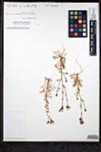 Gilia nevinii image