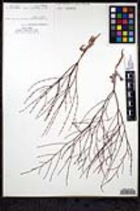 Eriogonum davidsonii image