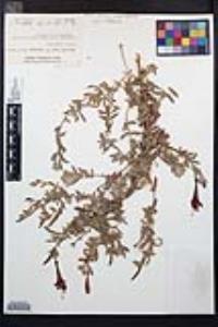 Epilobium canum subsp. canum image