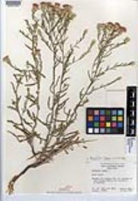 Acroptilon repens image