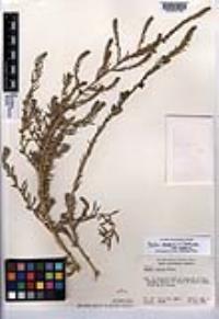 Bassia scoparia image