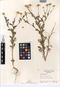 Anthemis cotula image