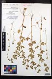 Potentilla rivalis image