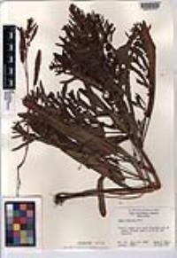 Rumex fueginus image