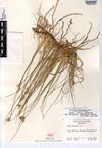 Juncus balticus subsp. mexicanus image