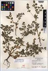 Potentilla rivalis image