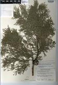 Cupressus guadalupensis var. guadalupensis image