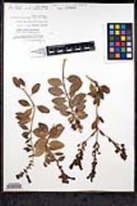 Gambelia speciosa image
