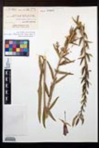 Oenothera elata image