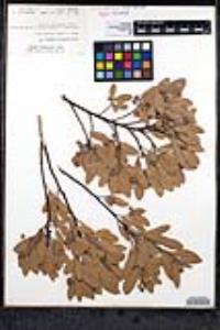 Arctostaphylos pungens image