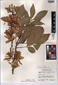 Fraxinus velutina image