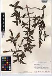Mentha spicata image