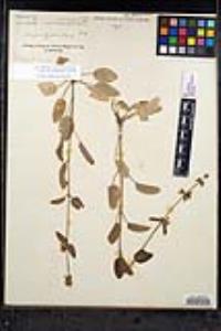 Stachys rigida image
