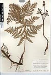 Pteridium aquilinum var. pubescens image