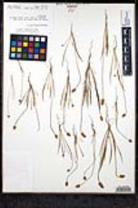 Plantago erecta image