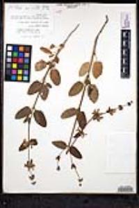 Stachys rigida image