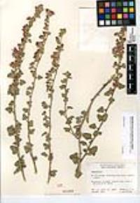 Sphaeralcea coulteri image