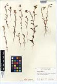 Senecio vulgaris image