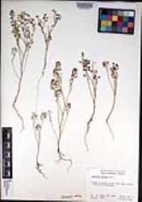 Lepidium nitidum image