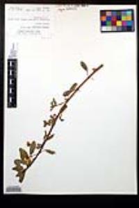 Ludwigia peploides subsp. peploides image