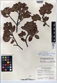 Arctostaphylos glandulosa subsp. mollis image