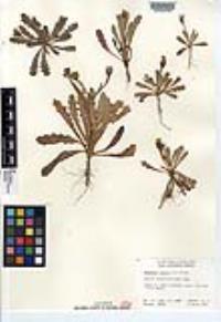 Hedypnois rhagadioloides image