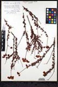 Eriogonum fasciculatum var. flavoviride image