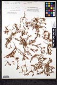 Lastarriaea coriacea image