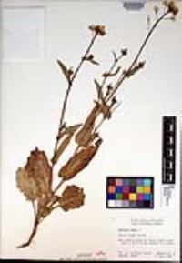 Brassica napus image