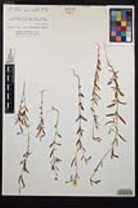 Clarkia epilobioides image